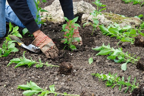 The image depicts a gardener working in a neatly prepared garden bed, planting small shrubbery or perennial plants directly into dark, cultivated soil. The gardener is wearing dark gardening gloves and a long-sleeved dark jacket, using a trowel to carefully place the plants into the ground. Surrounding the planting area are various young green plants and seedlings, some with broad leaves and others with narrower foliage, indicating a recently prepared garden bed for landscaping or garden enhancement. In the background, the garden appears to be part of an outdoor yard with a natural, slightly uneven surface. The soil looks moist and loose, suggesting recent watering or ideal planting conditions. The scene may be part of ongoing gardening or landscaping work carried out by professionals like Hedge Trimming Aldgate, focused on enhancing the visual appeal and health of a landscaped garden area, possibly close to the London area, given the local context. Natural daylight provides a clear view of the planting process, with no visible weather conditions affecting the scene.